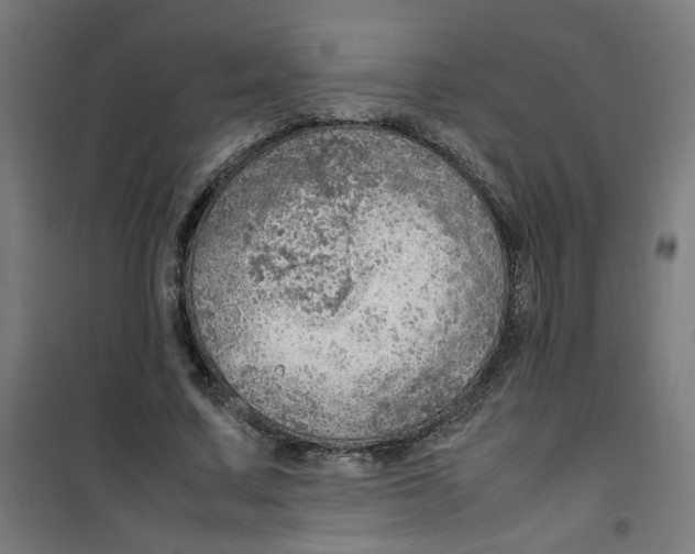 X0000100340683200807031259