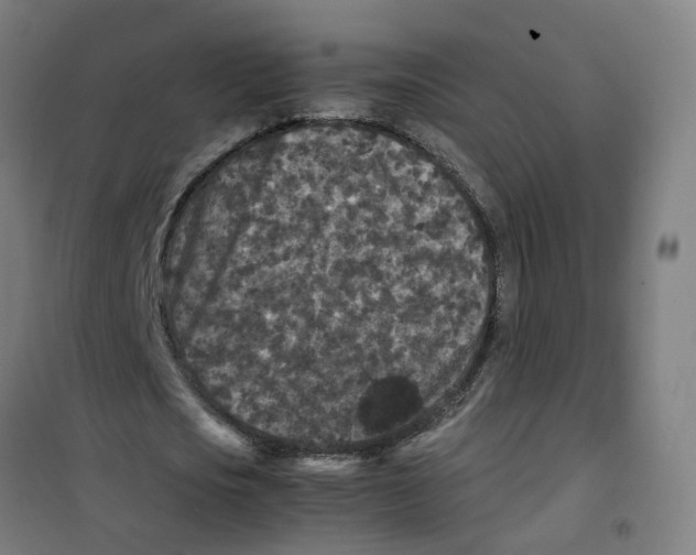 X0000100340721200807031257