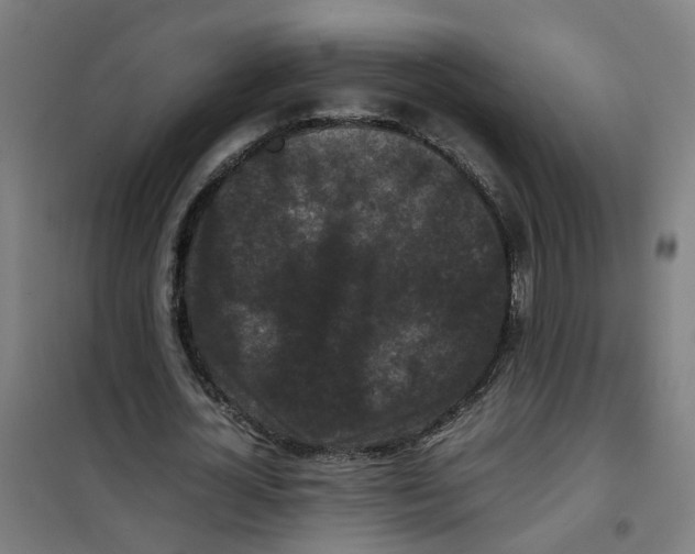 X0000100340724200807031258