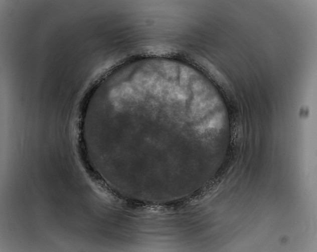 X0000100340736200807031258