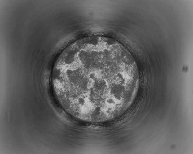 X0000100340742200807031258