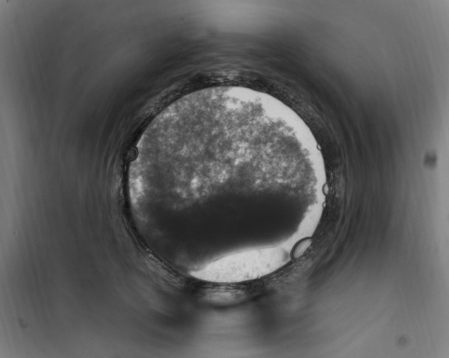 X0000100340754200807031258