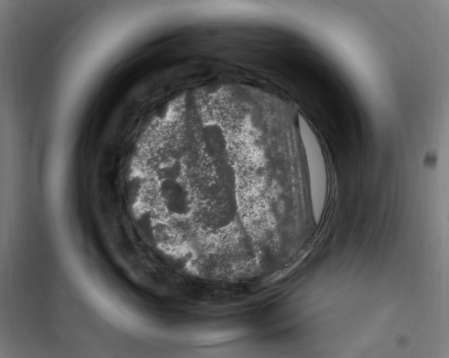 X0000100340765200807031258