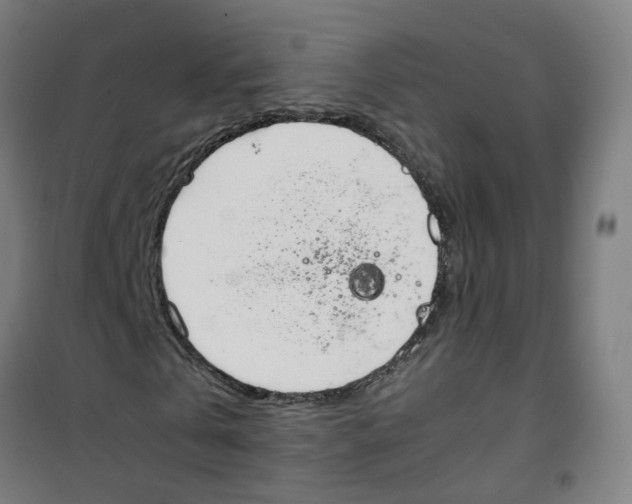 X0000100340769200807031257