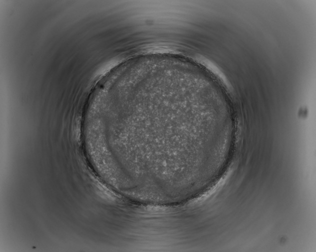 X0000100340777200807031257