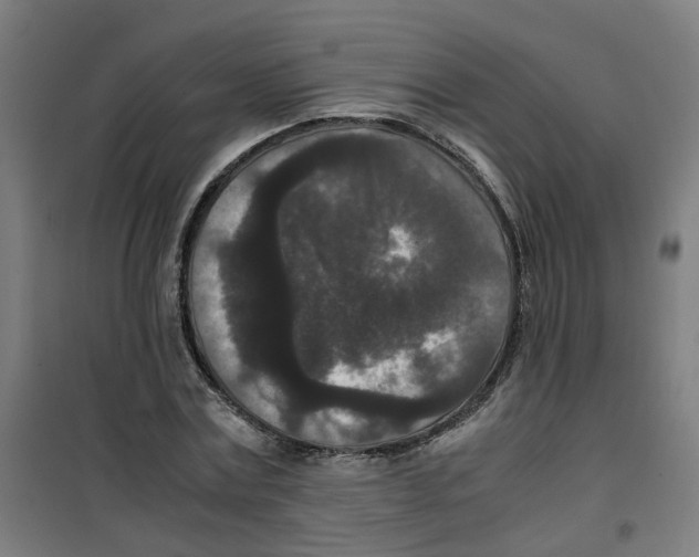 X0000100340779200807031257