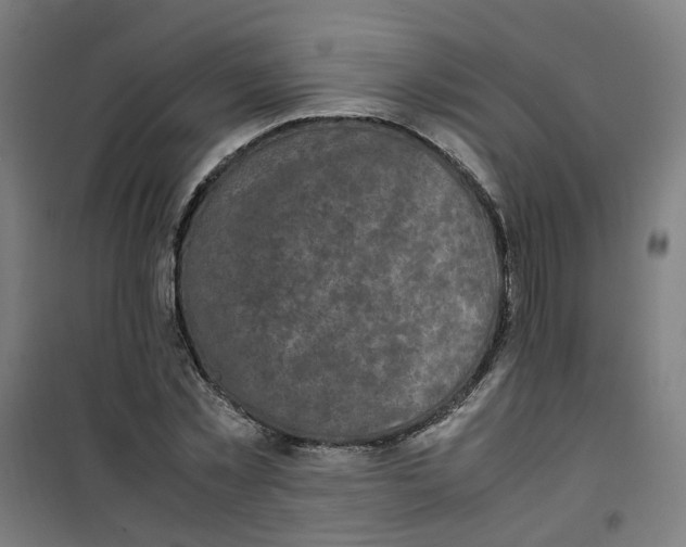 X0000100340781200807031257