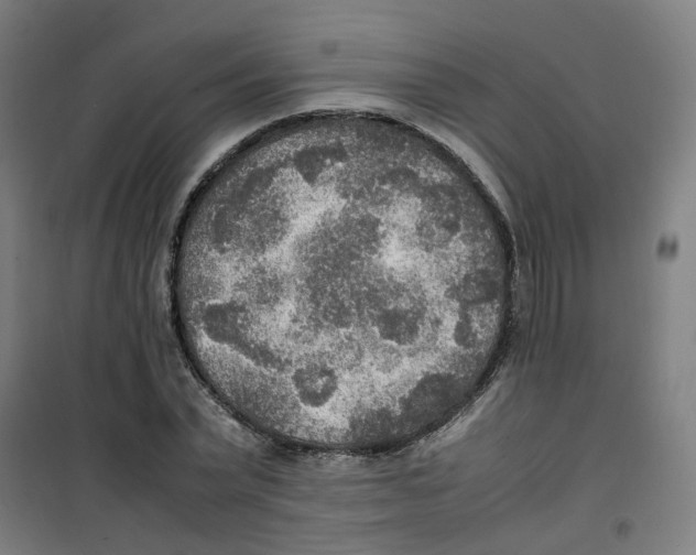 X0000100340783200807031257