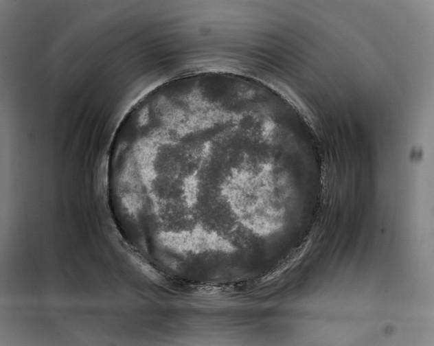 X0000100340790200807031257