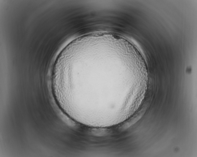 X0000100340859200807031257