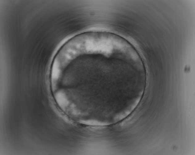 X0000100340864200807031257