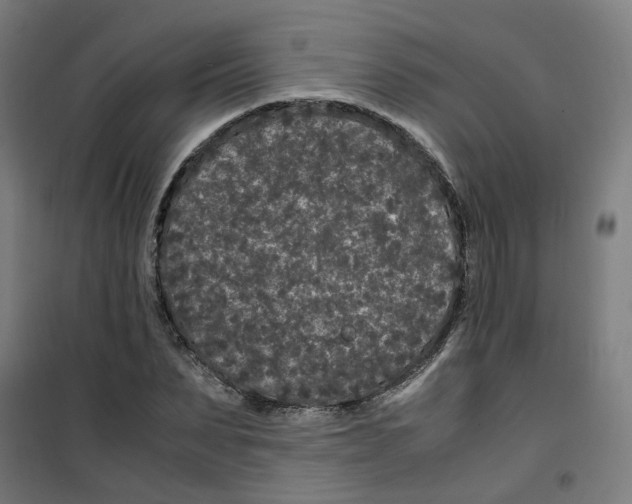 X0000100340879200807031256