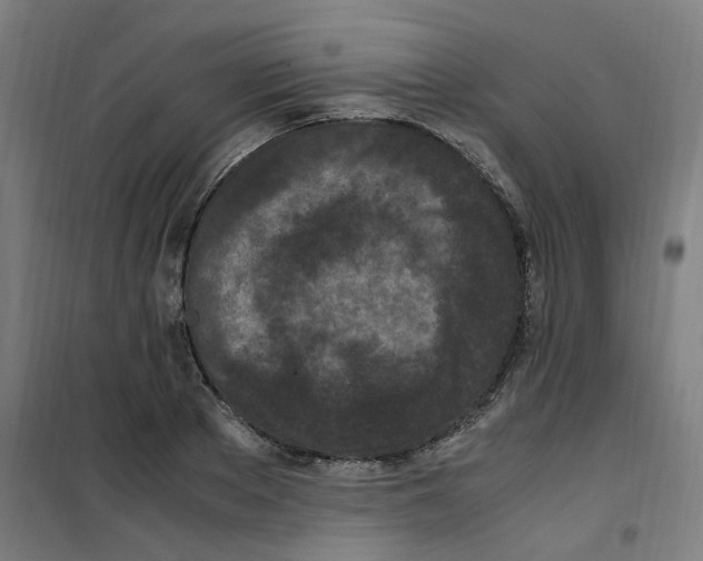 X0000100340889200807031256