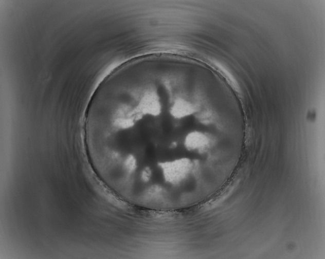 X0000100340899200807031255