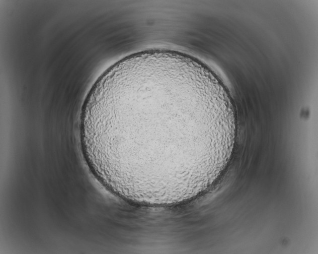 X0000100340903200807031255