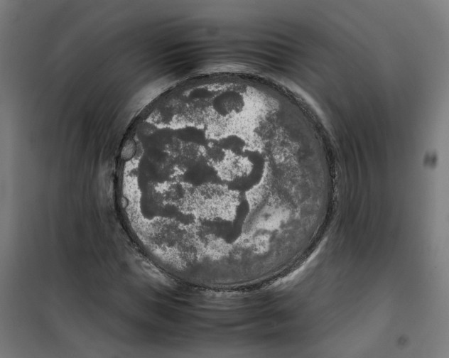 X0000100340921200807031255