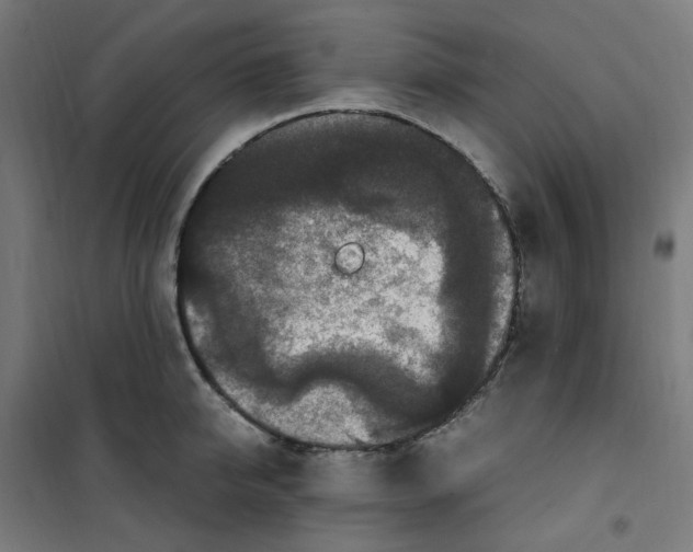 X0000100340950200807031255