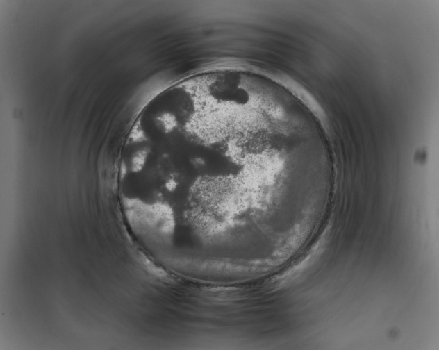 X0000100340953200807031255