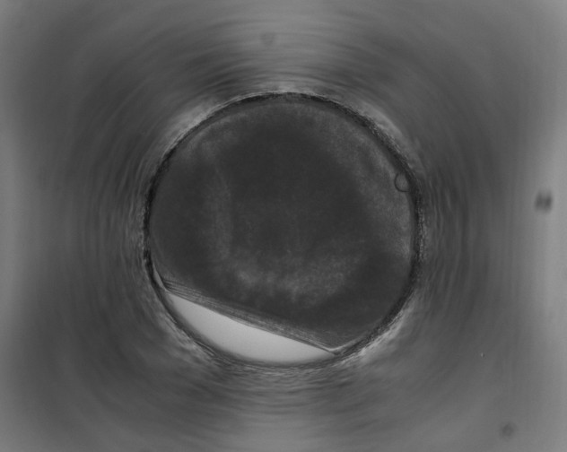 X0000100340977200807031254