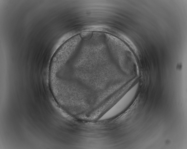 X0000100340994200807031254