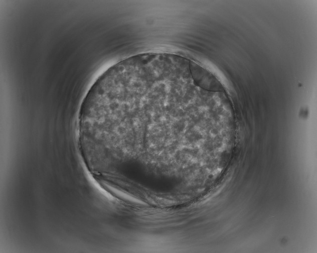 X0000100341095200807031253