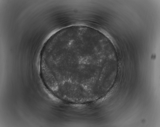 X0000100341127200807031252