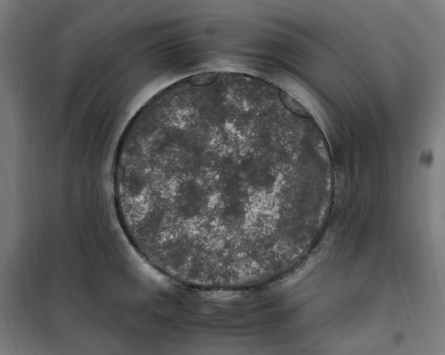 X0000100341141200807031252