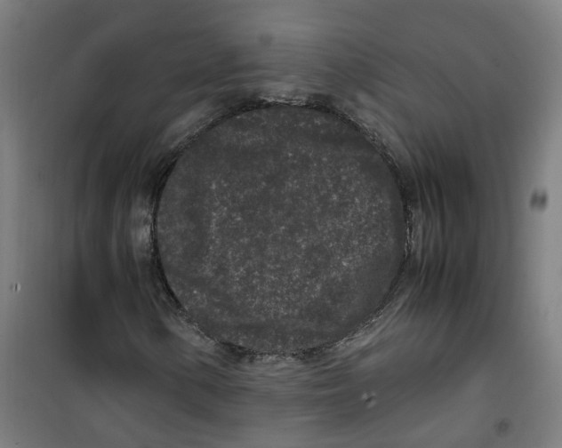 X0000100341154200807031252