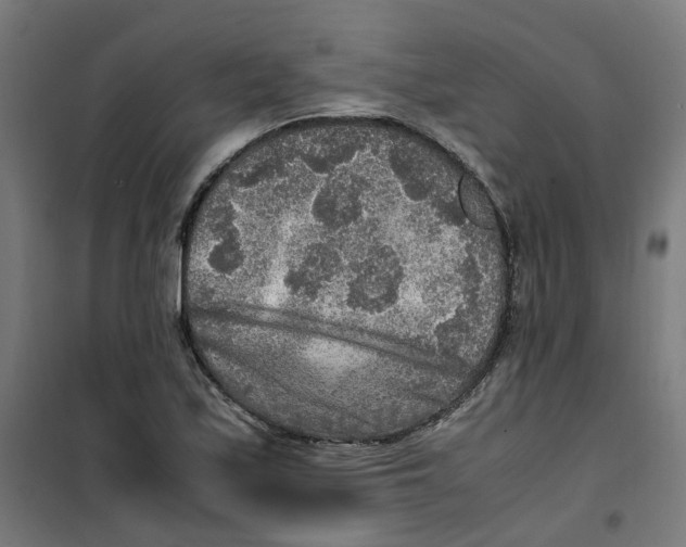 X0000100341171200807031251