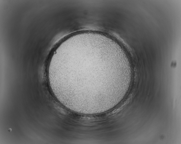 X0000100341215200807031251