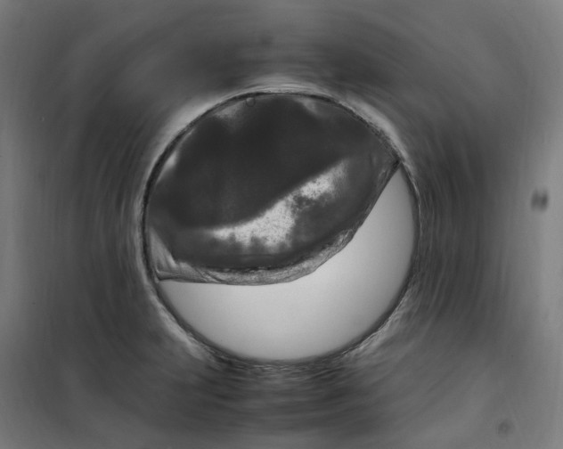 X0000100341231200807031251