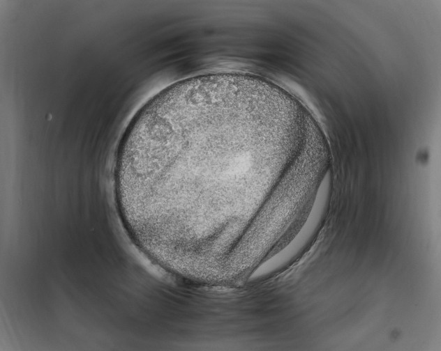 X0000100341235200807031251