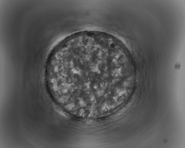 X0000100341263200807031250