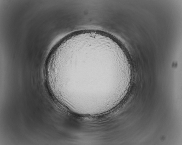 X0000100341271200807031250