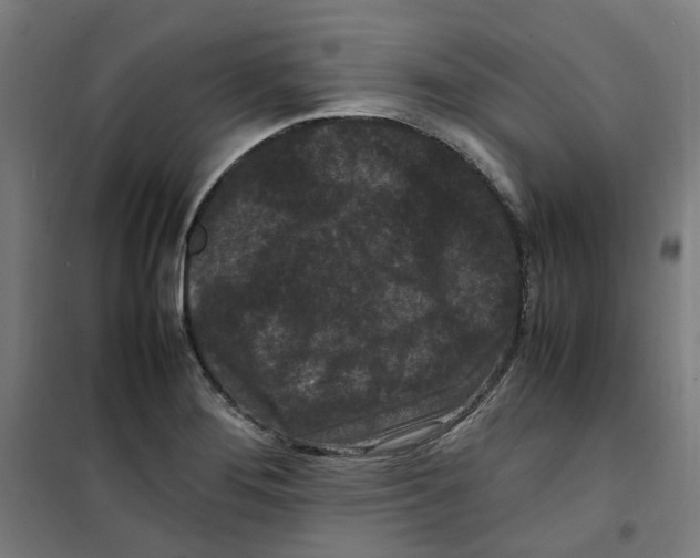 X0000100341276200807031250