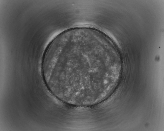 X0000100341277200807031250