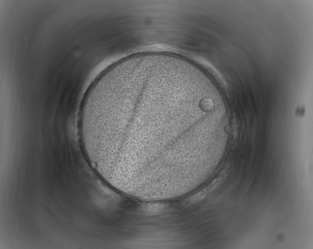 X0000100341278200807031250