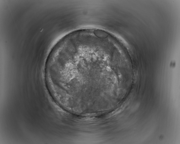 X0000100341279200807031250