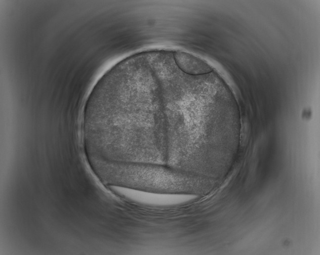 X0000100341295200807031250