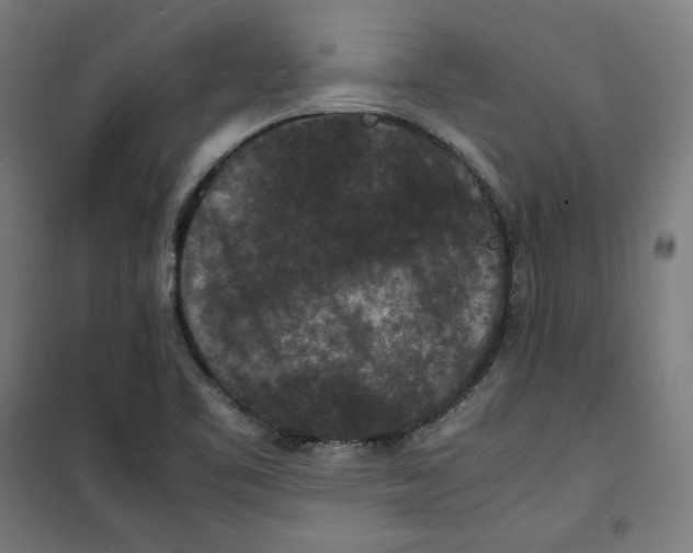 X0000100341461200807031247