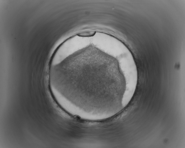 X0000100341522200807031246