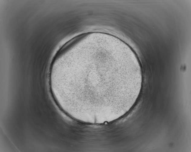 X0000100341525200807031246