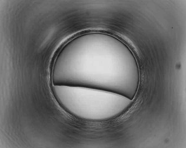 X0000100350935200806060757