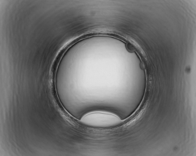 X0000100350981200806060756
