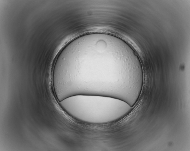 X0000100350994200806060756