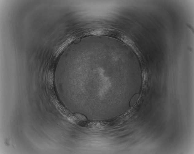 X0000100350297200806061120