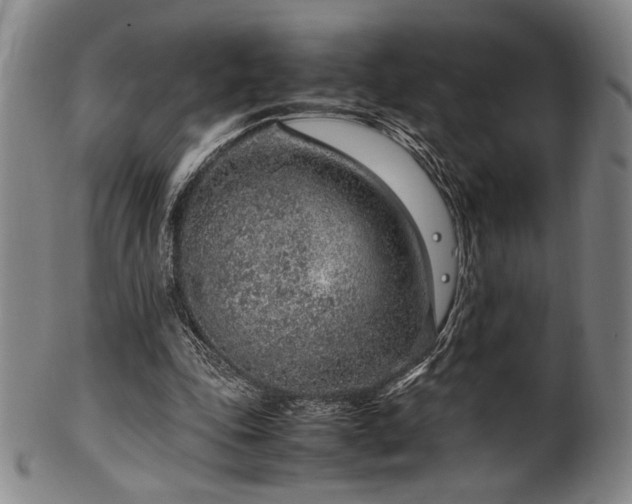 X0000100350343200806061119