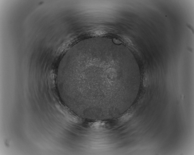 X0000100350366200806061119