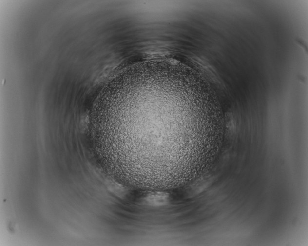 X0000100350369200806061119