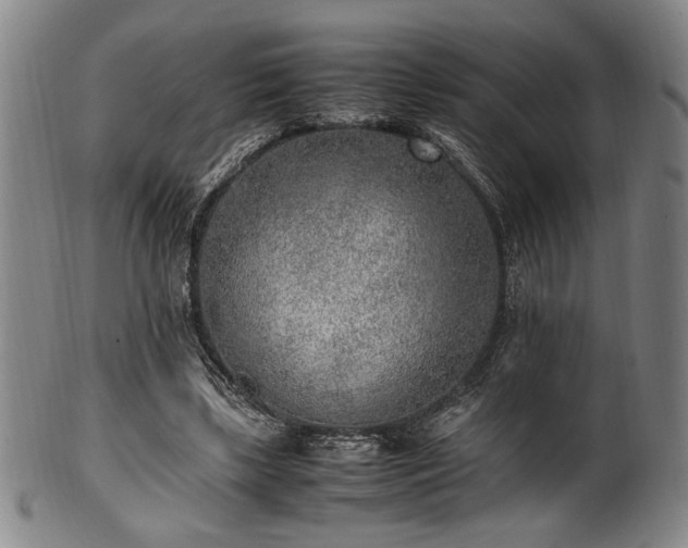 X0000100350443200806061118